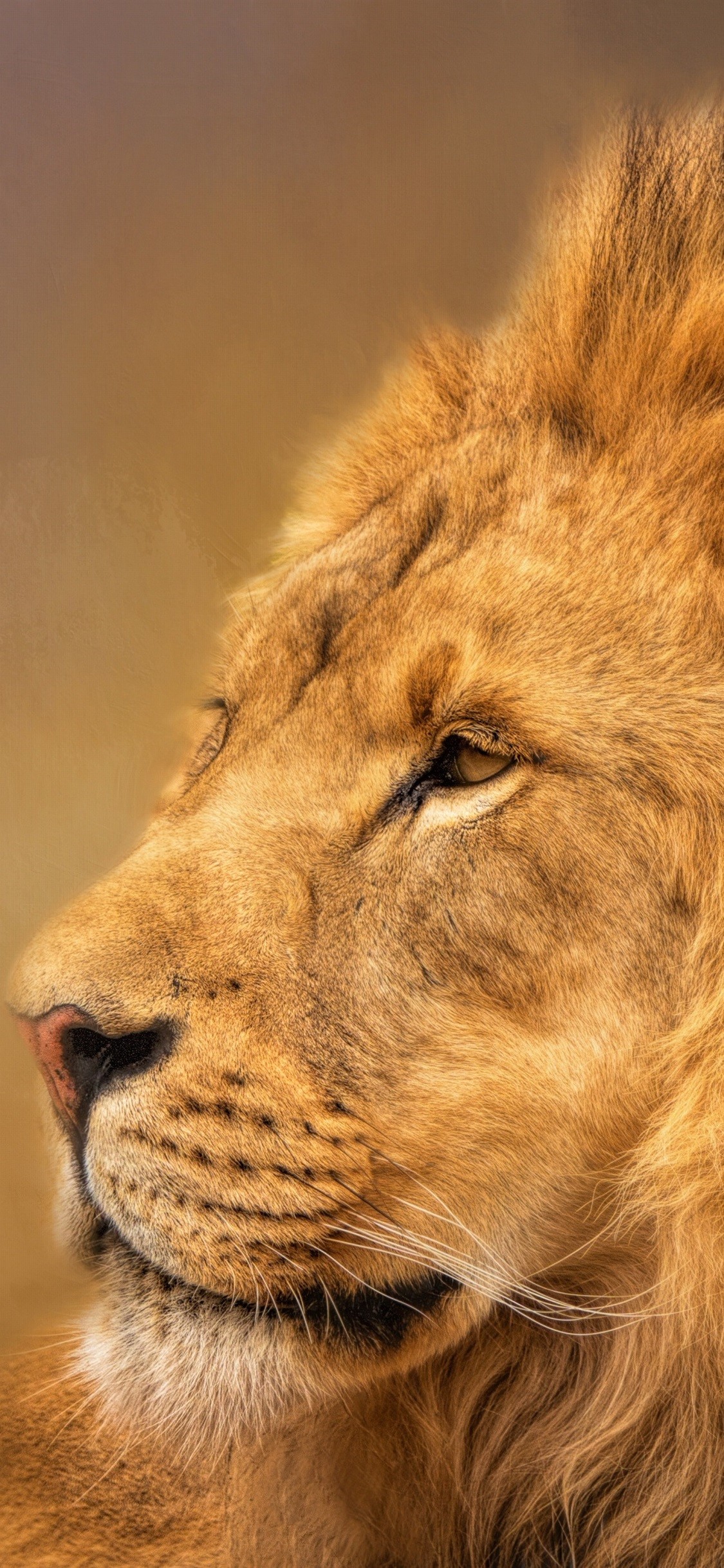 rey fondos de pantalla iphone,fauna silvestre,león,animal terrestre,felidae,masai lion