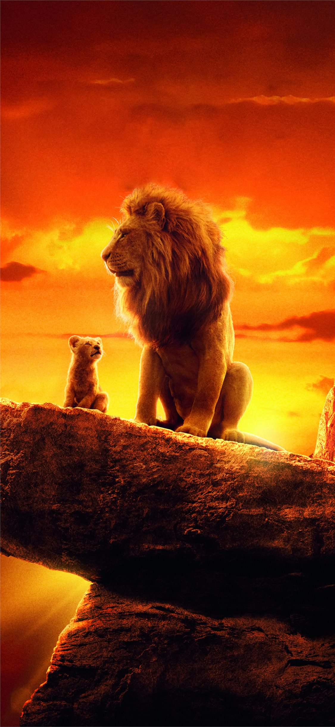 king wallpaper iphone,lion,wildlife,felidae,big cats,masai lion