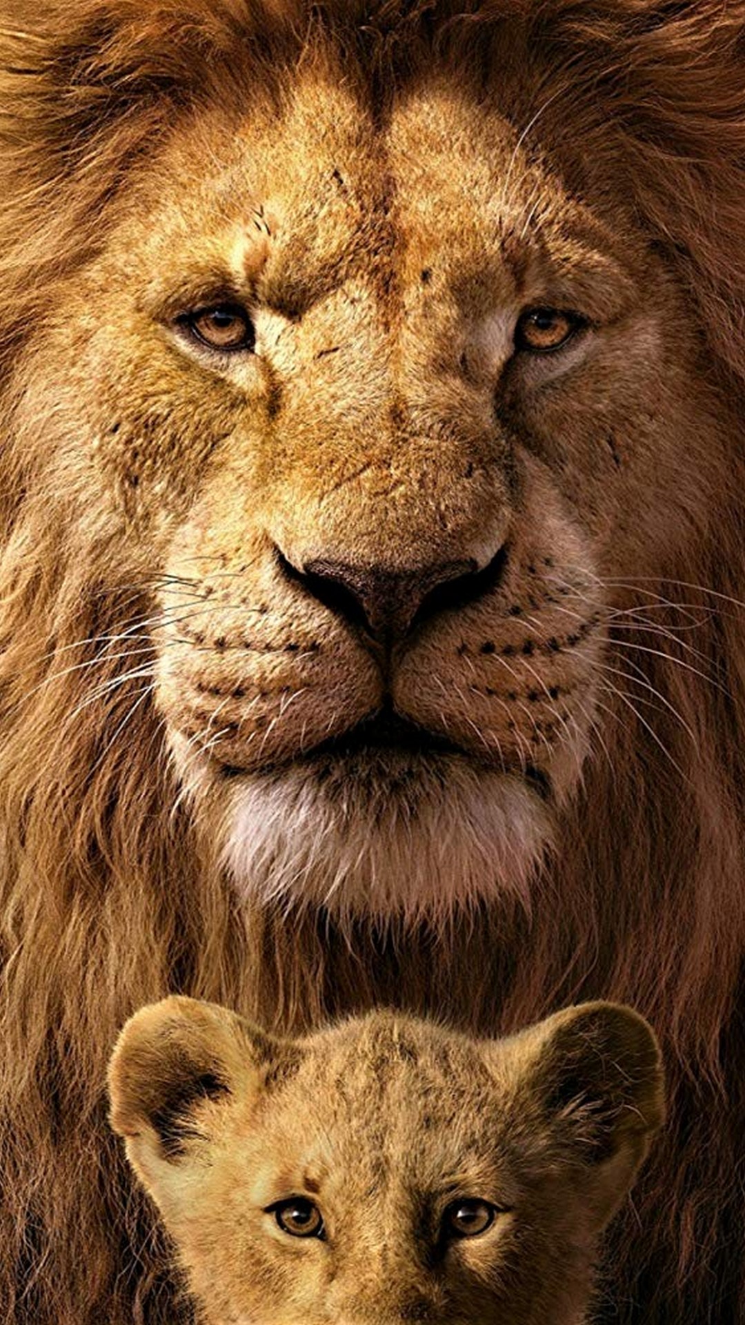 king wallpaper iphone,mammal,lion,vertebrate,terrestrial animal,wildlife
