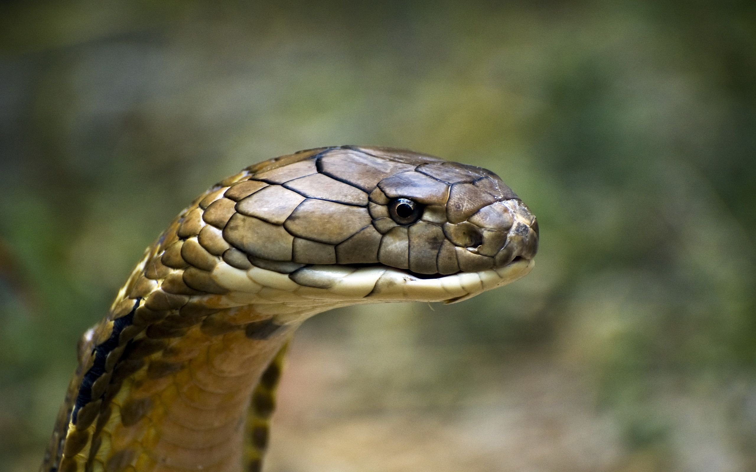 fond d'écran roi cobra,reptile,serpent,serpent,animal terrestre,elapidae