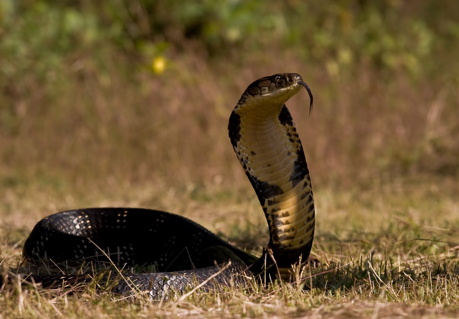 rey cobra fondo de pantalla,serpiente,reptil,cobra real,animal terrestre,elapidae