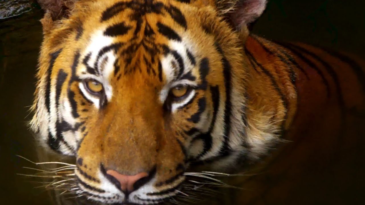 tapete em hd,tiger,tierwelt,landtier,bengalischer tiger,sibirischer tiger
