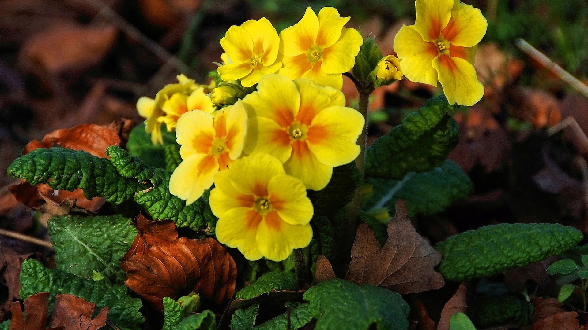 fantastici sfondi per la casa,fiore,pianta fiorita,petalo,pianta,primula