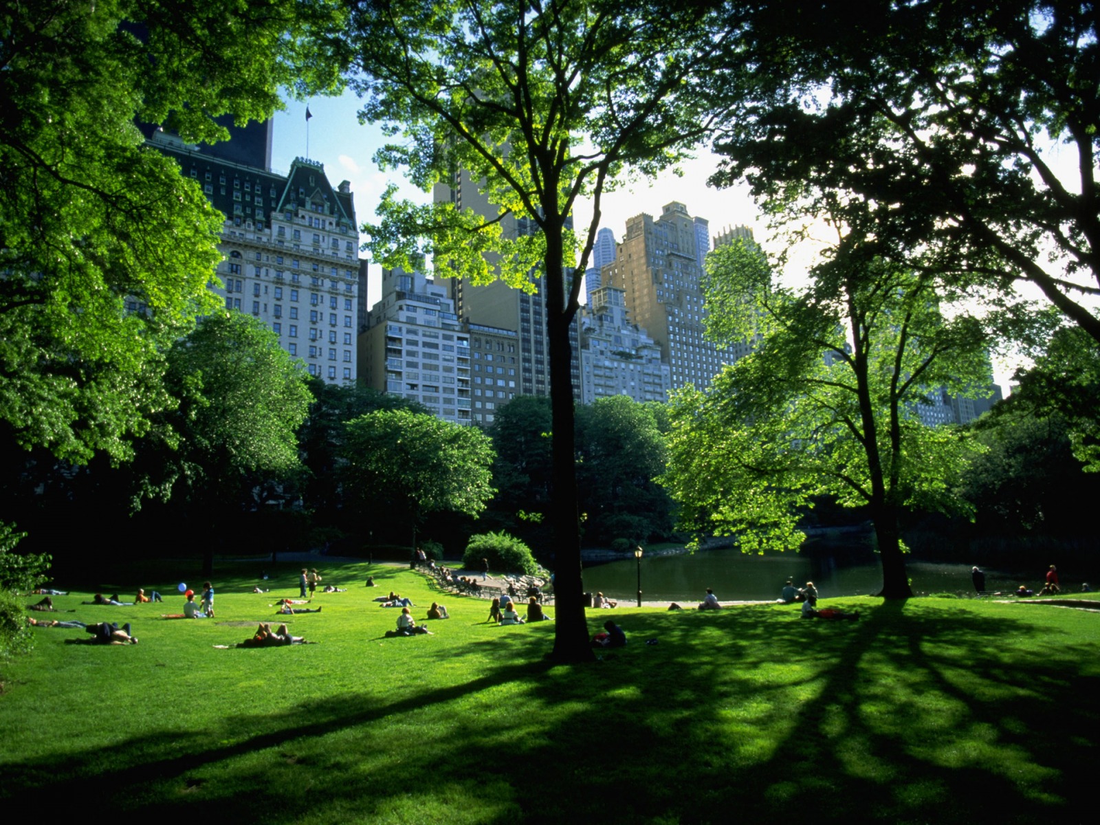 sfondo di central park,natura,verde,paesaggio naturale,albero,erba