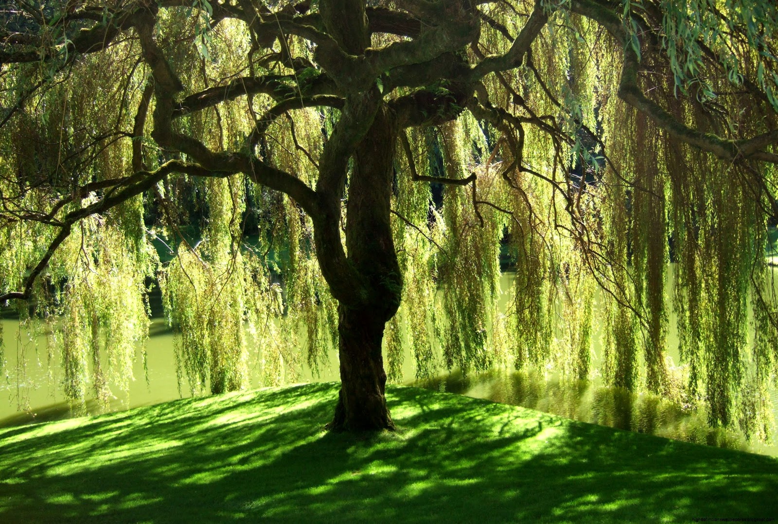 柳の木の壁紙,木,自然の風景,自然,緑,木本