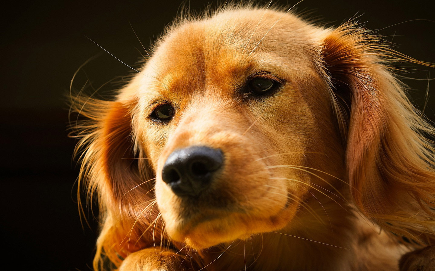 descarga gratuita de fondos de pantalla de lindos cachorros,perro,hocico,bigotes,perro de compañía,de cerca