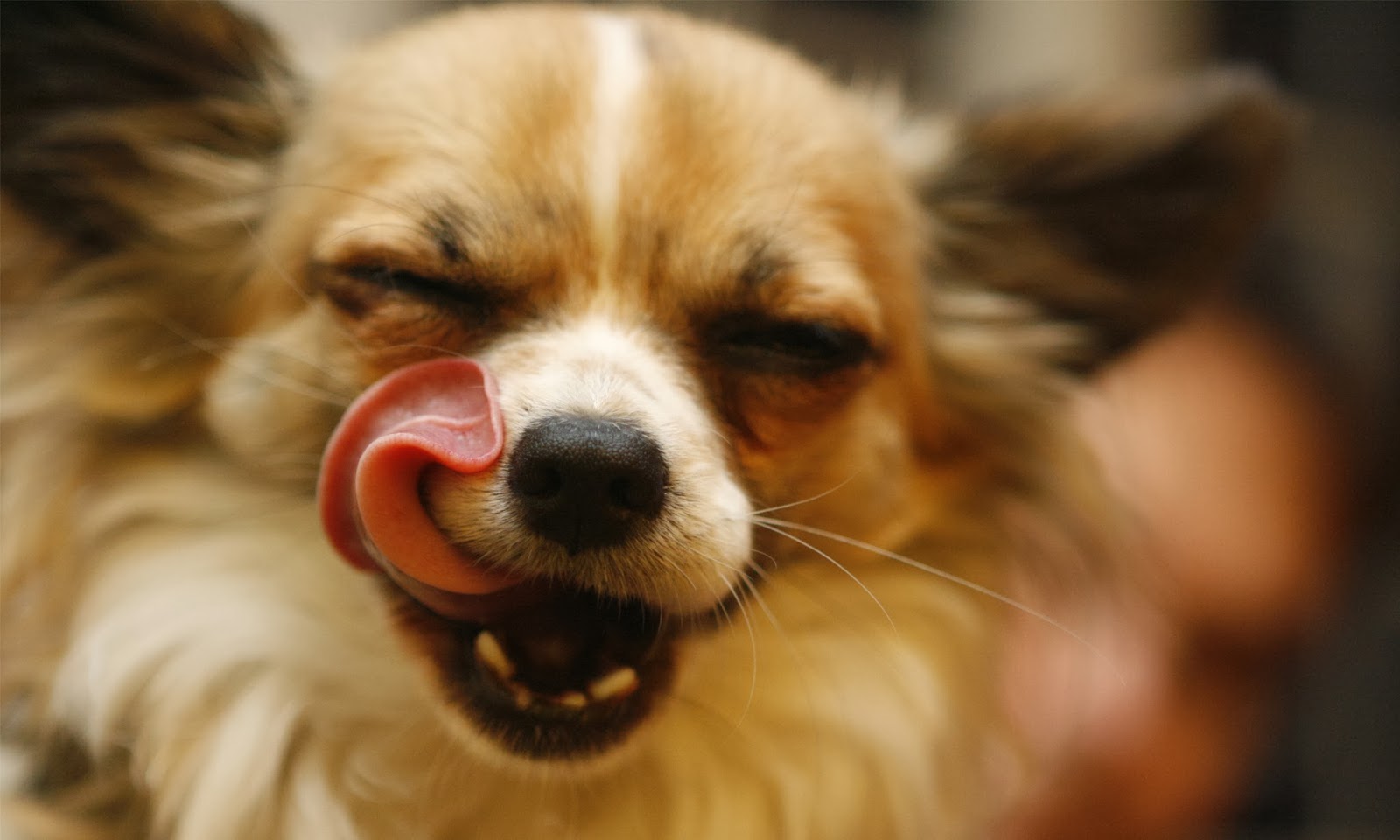 chien fond d'écran hd 1080p,chien,museau,chien de compagnie,chiot