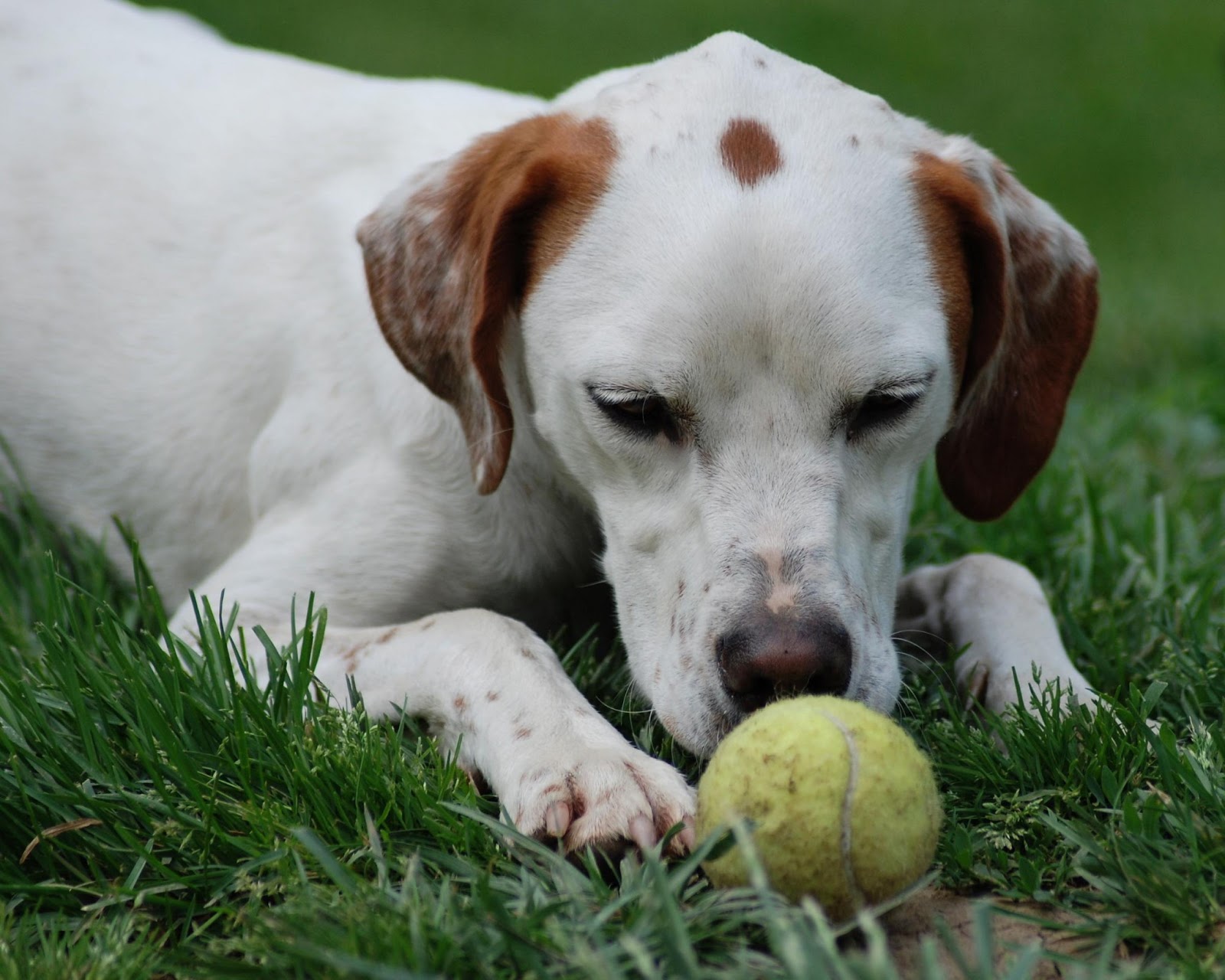 cane download di sfondi hd,cane,palla da tennis,grugno,cucciolo