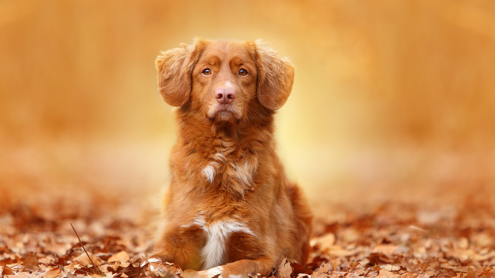 chien fond d'écran hd 1080p,chien,nova scotia duck tolling retriever,golden retriever,groupe sportif