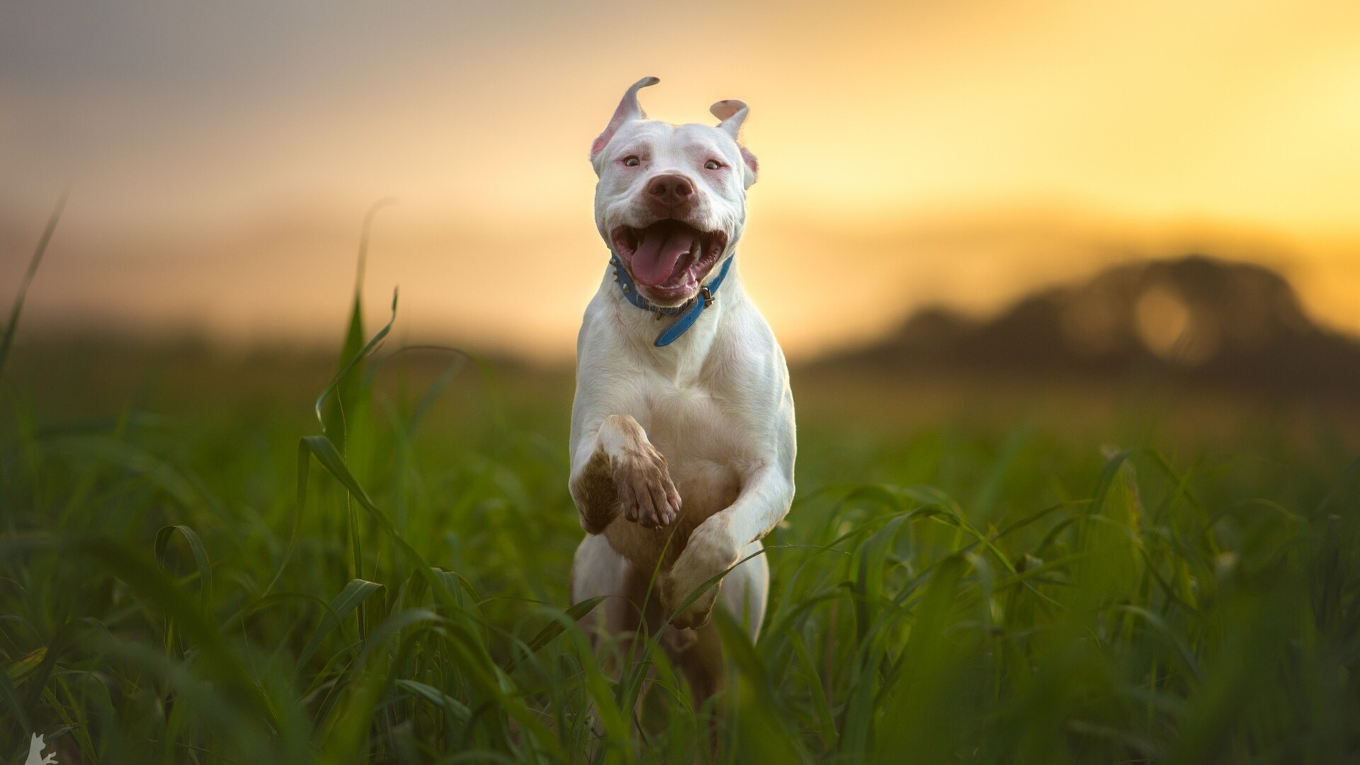 perro fondo de pantalla hd 1080p,perro,pit bull terrier americano,american staffordshire terrier,pit bull,césped