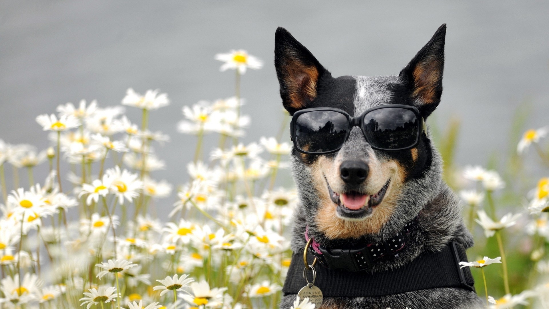 犬のhdの壁紙1080p,犬,オーストラリアの牛犬,鼻,働く犬