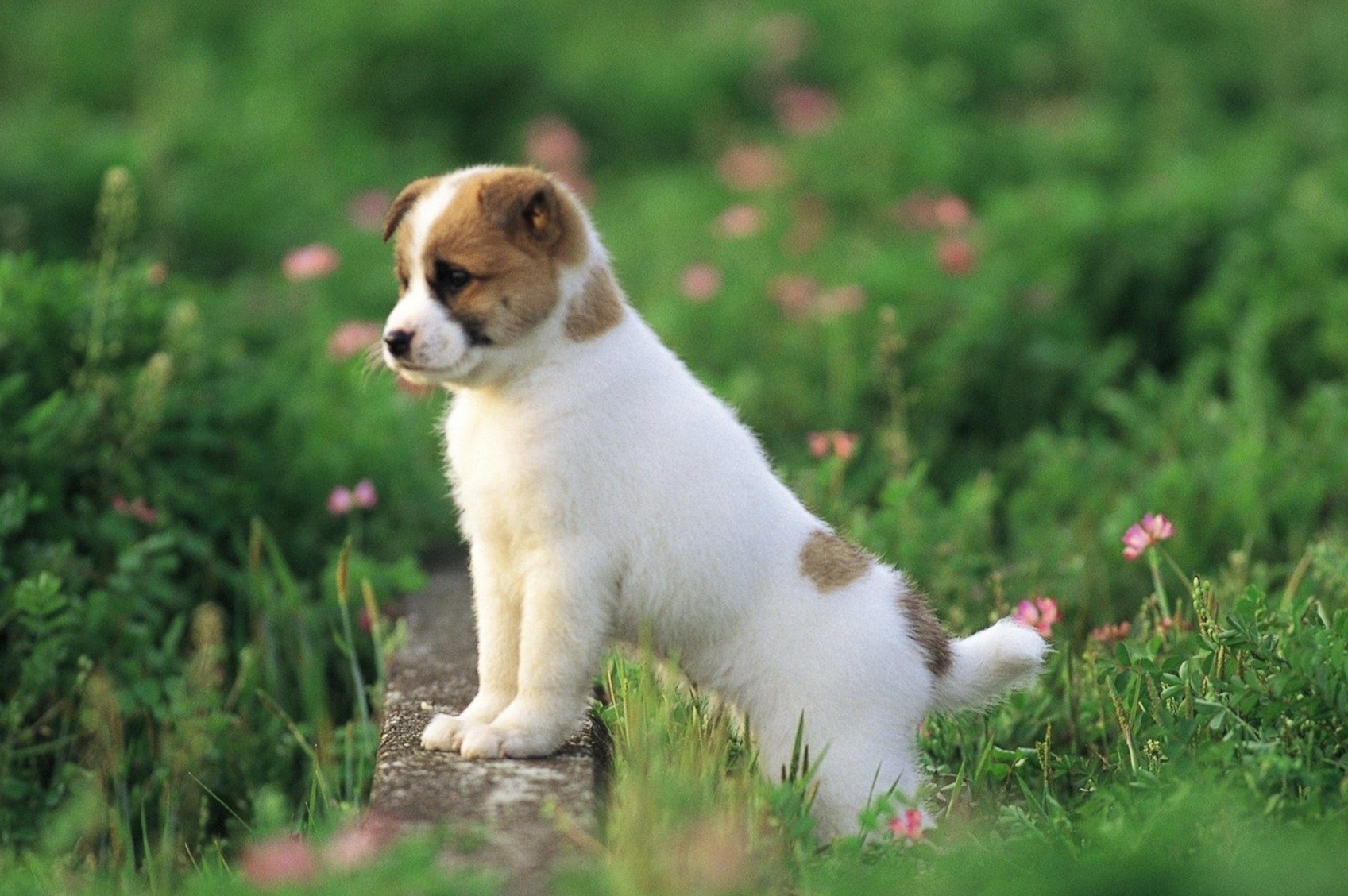 chien hd fond d'écran télécharger,chien,chiot,chien de compagnie,russell terrier,kromfohrl nder