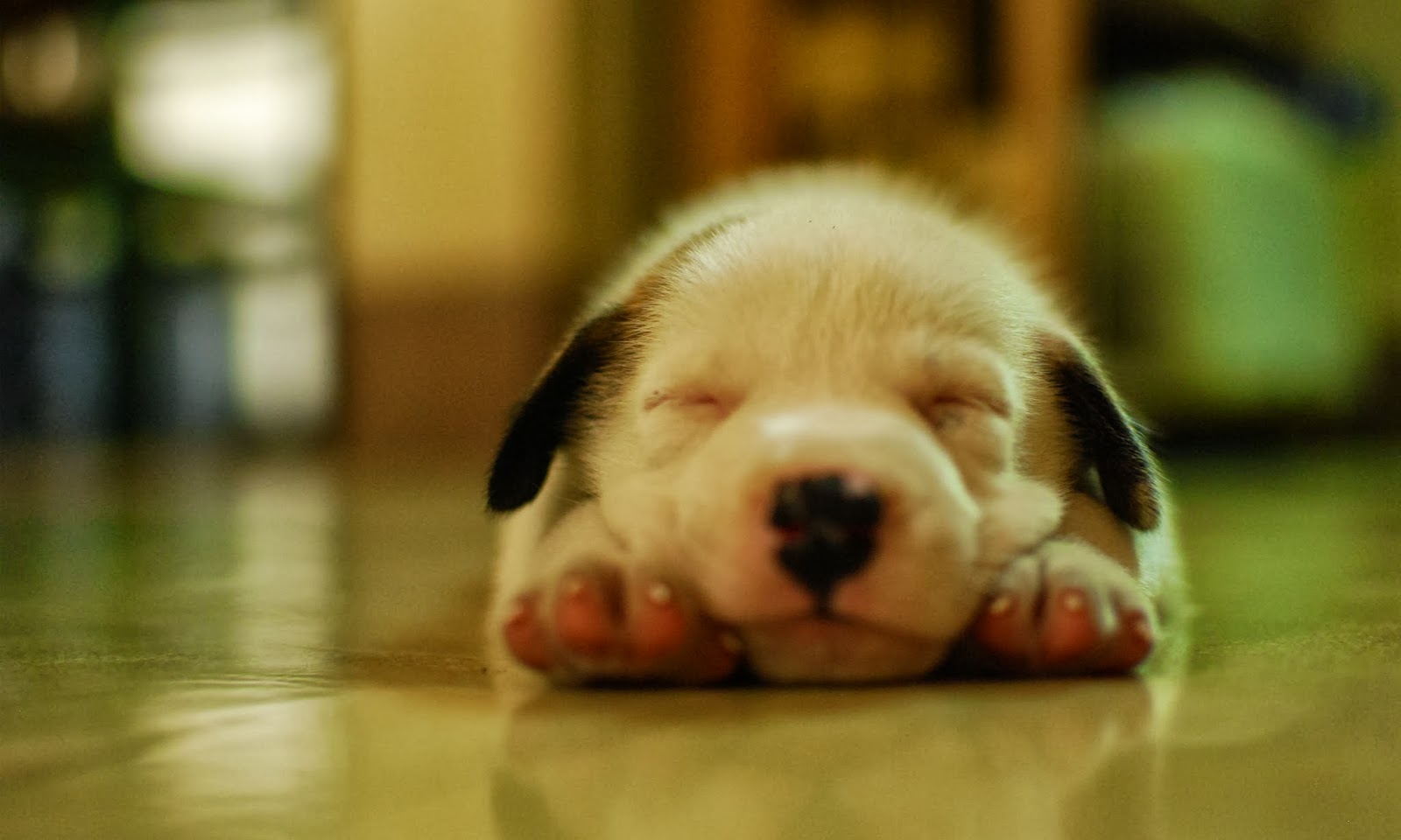 犬のhdの壁紙1080p 犬 子犬 鼻 初恋 Wallpaperuse 犬のhdの壁紙1080p 犬 子犬 鼻 初恋 Wallpaperuse