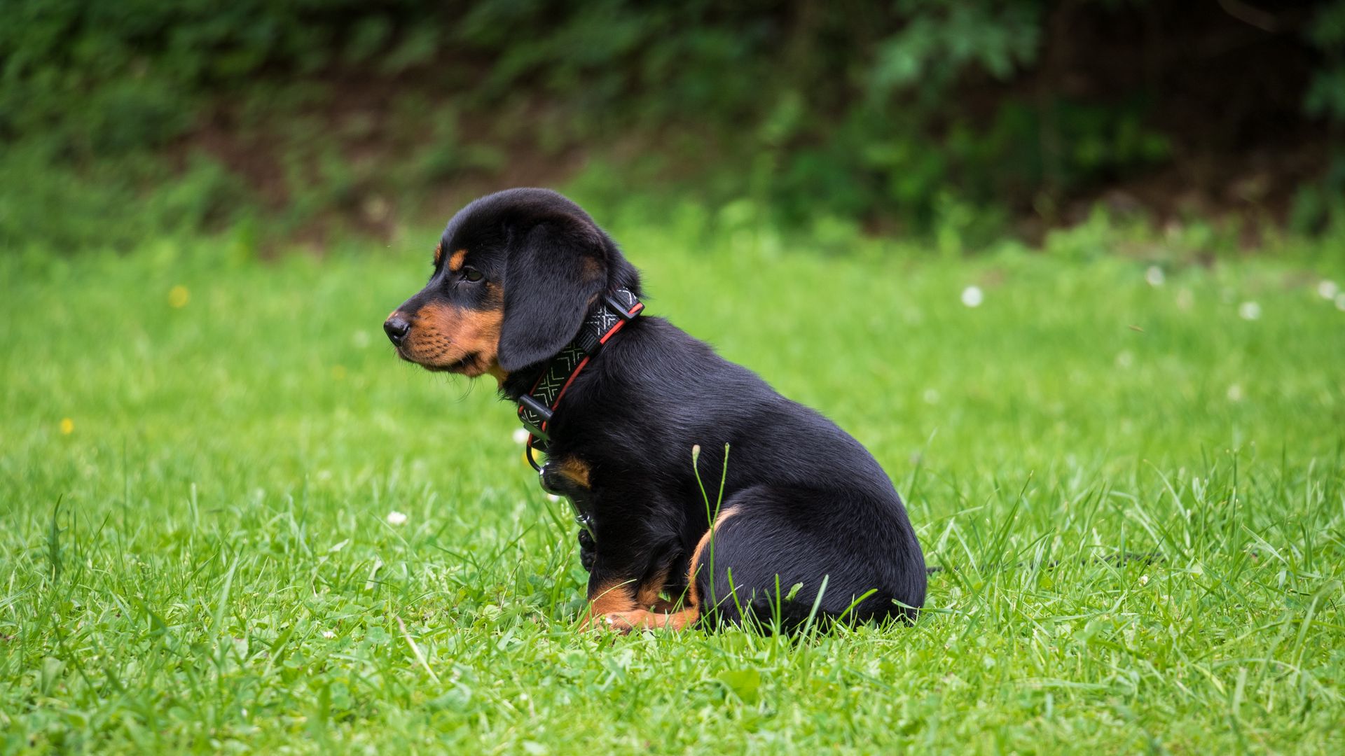 cane hd wallpaper 1080p,cane,segugio austriaco nero e marrone chiaro,cucciolo,cane da caccia polacco,cane da caccia