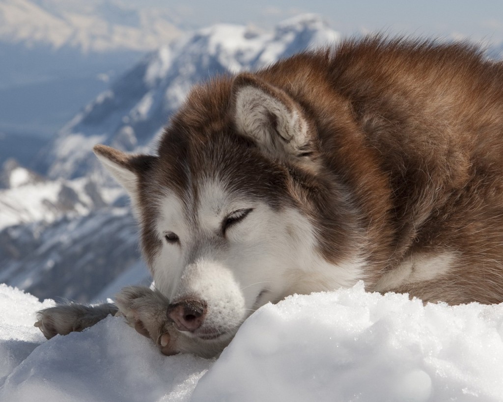 hund hd wallpaper herunterladen,hund,alaskan malamute,sibirischer husky,grönlandhund,sakhalin husky