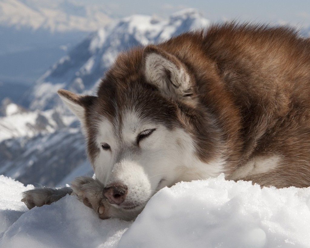 dog hd wallpaper download,mammal,vertebrate,dog,canidae,alaskan malamute