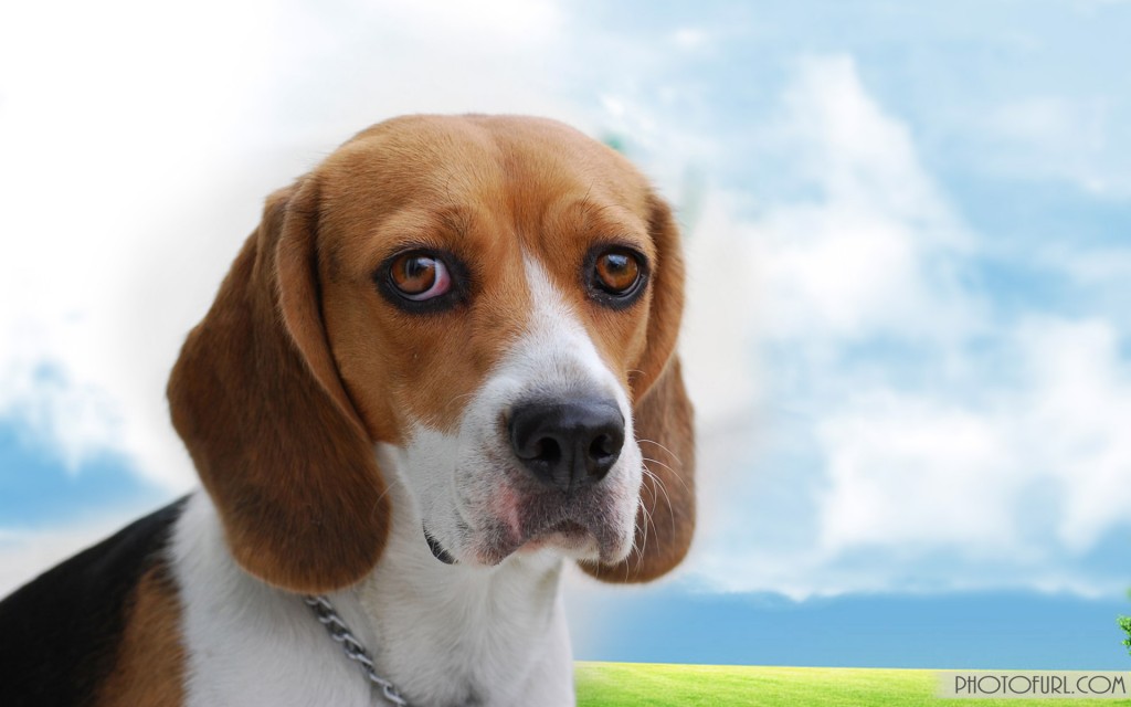 perro hd fondo de pantalla descargar,perro,beagle,aguilucho,foxhound inglés
