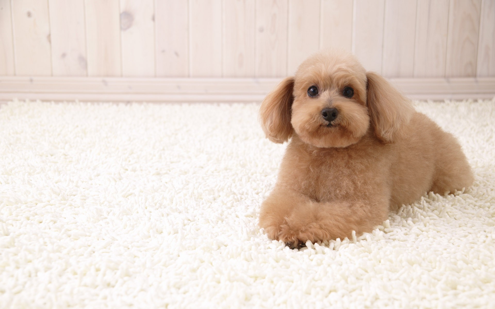 柴犬壁紙 犬 柴犬 秋田犬 秋田 Wallpaperuse 柴犬壁紙 犬 柴犬 秋田犬 秋田 Wallpaperuse