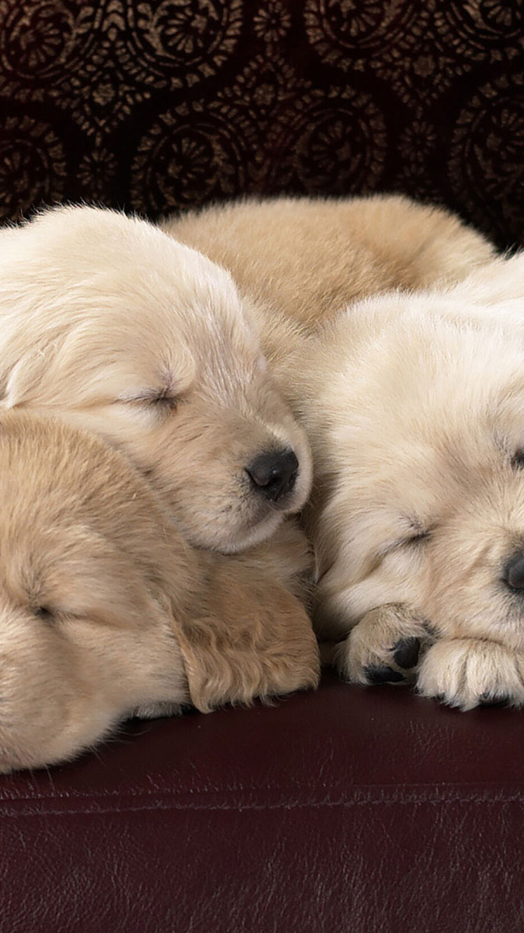 犬壁紙iphone,犬,子犬,マルタ人,coton de tulear