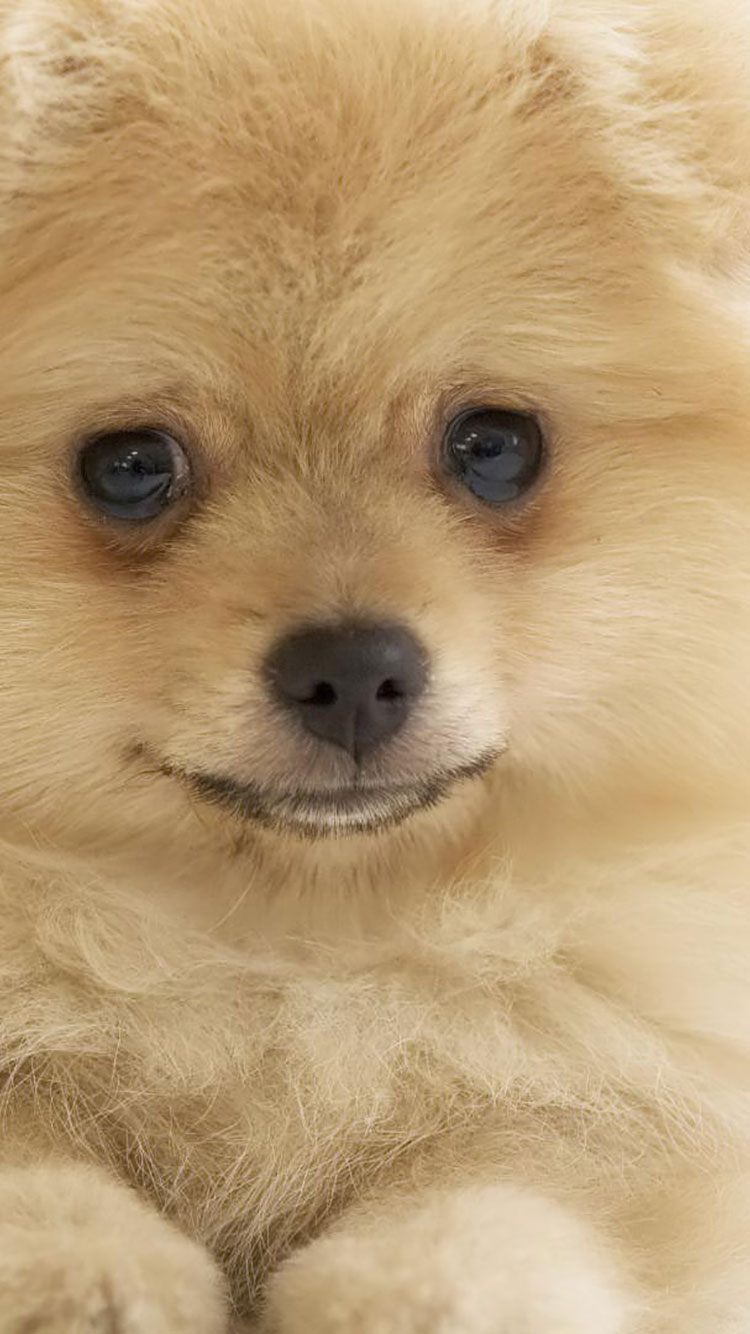 Dynamic Dog Pound Pomona Moment for Mobile Dynamic Dog Pound Pomona Moment for Mobile