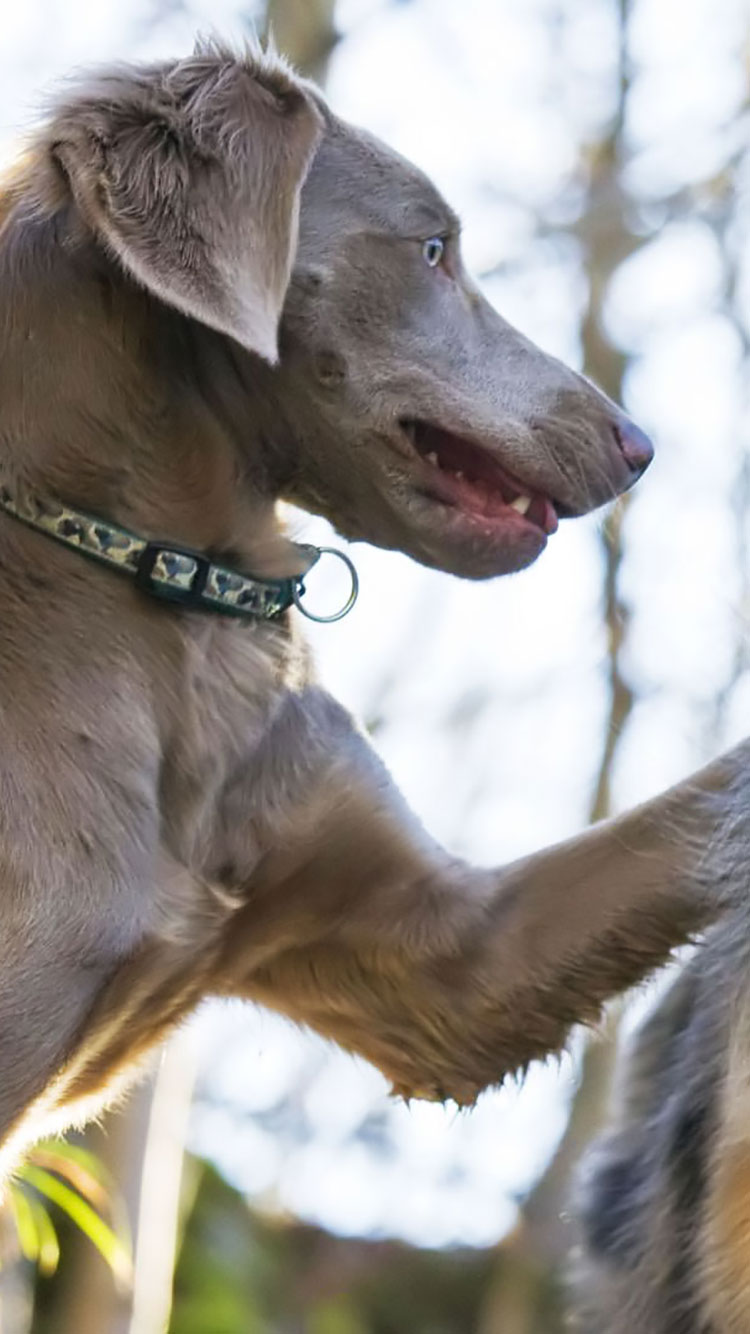 犬壁紙iphone,犬,ワイマラナー,鼻,スポーツグループ