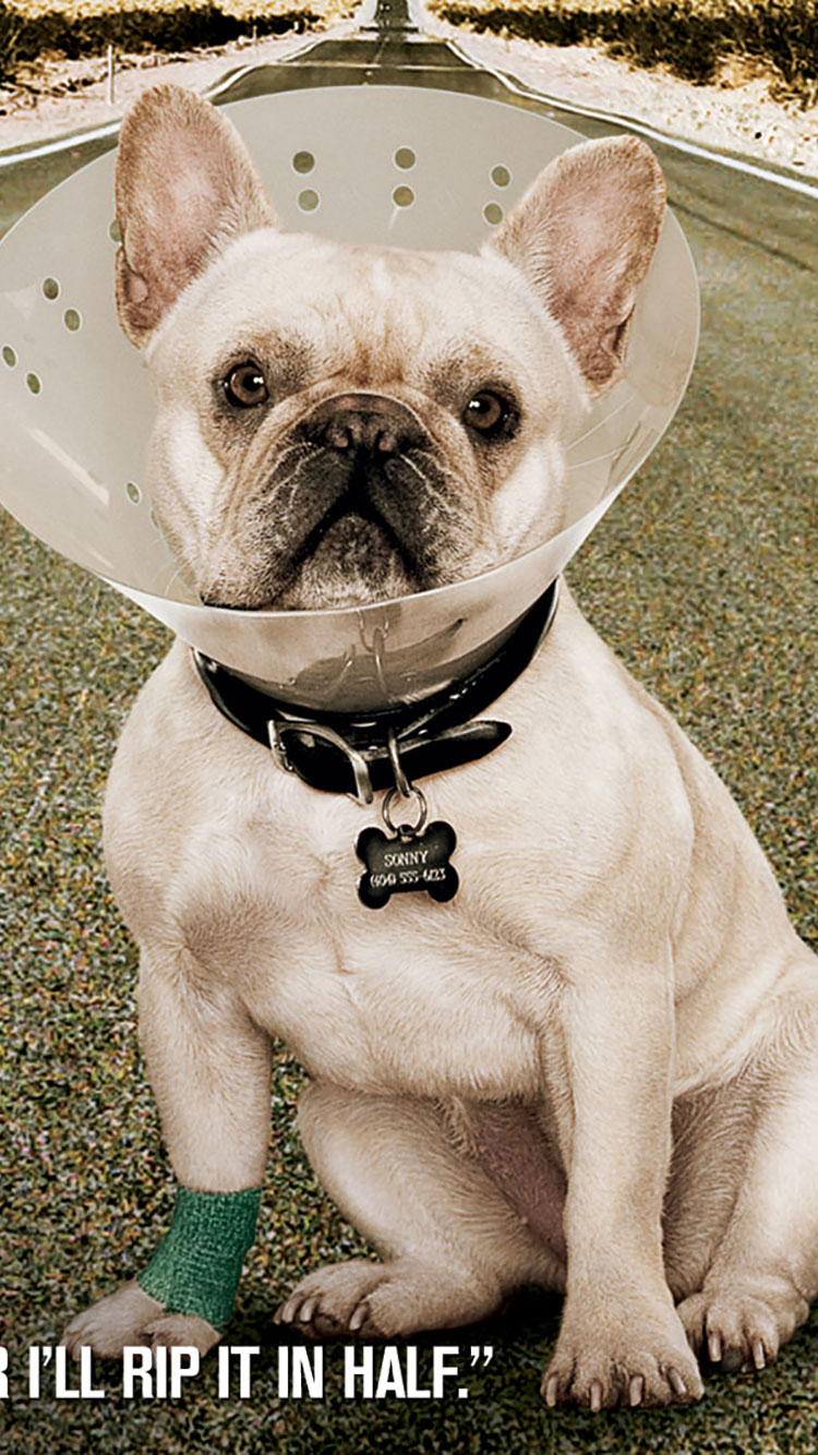 Dog Iphone Wallpaper Due Date Dog WallpaperUse