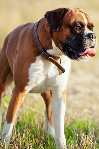 犬壁紙iphone 犬 ボクサー 鼻 コンパニオンドッグ Wallpaperuse 犬壁紙iphone 犬 ボクサー 鼻 コンパニオンドッグ Wallpaperuse