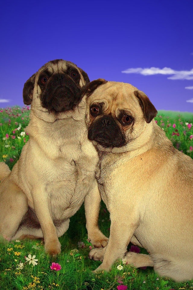 dog wallpaper iphone,dog,mammal,pug,vertebrate,dog breed