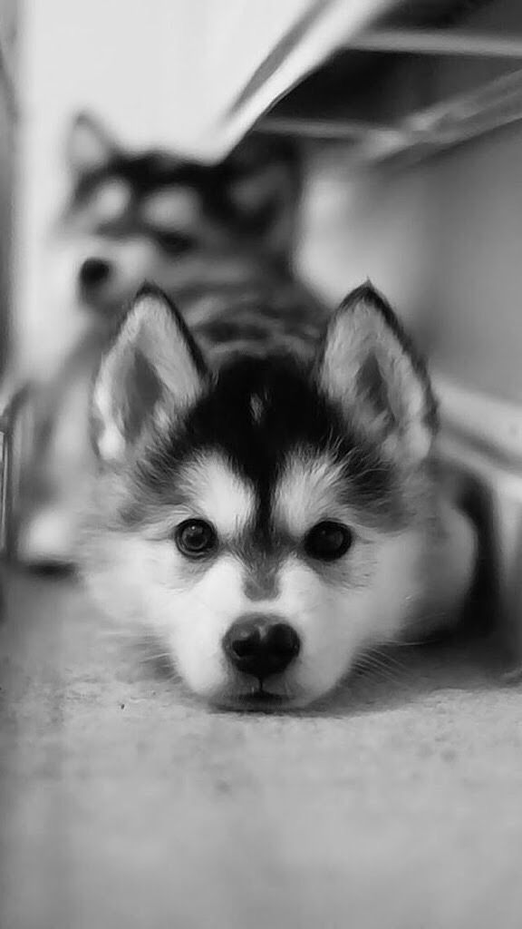 Husky Puppy Wallpaper Siberian Husky Mammal Dog Vertebrate Canidae Wallpaperuse