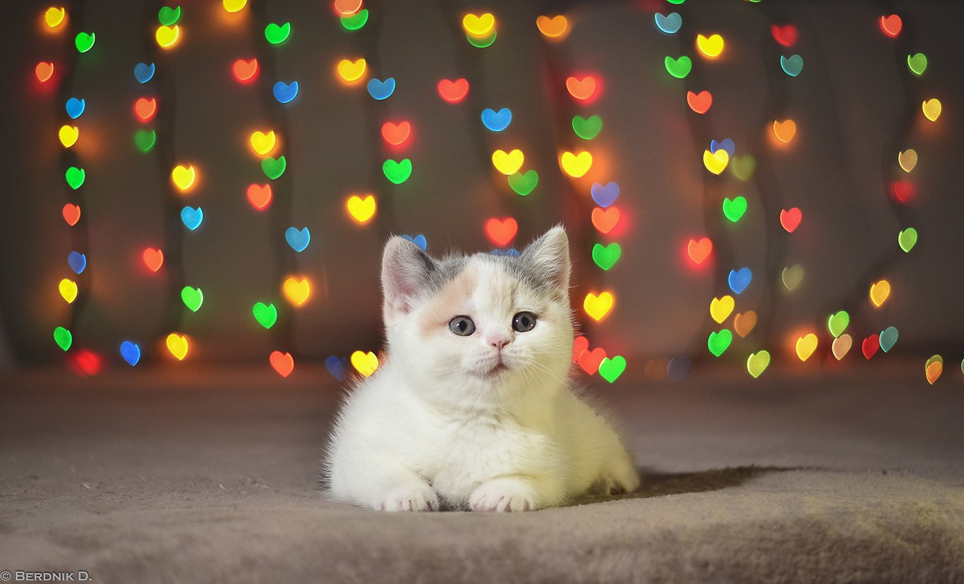 papel pintado de animales de compañía,gato,gatos pequeños a medianos,felidae,bigotes,gatito