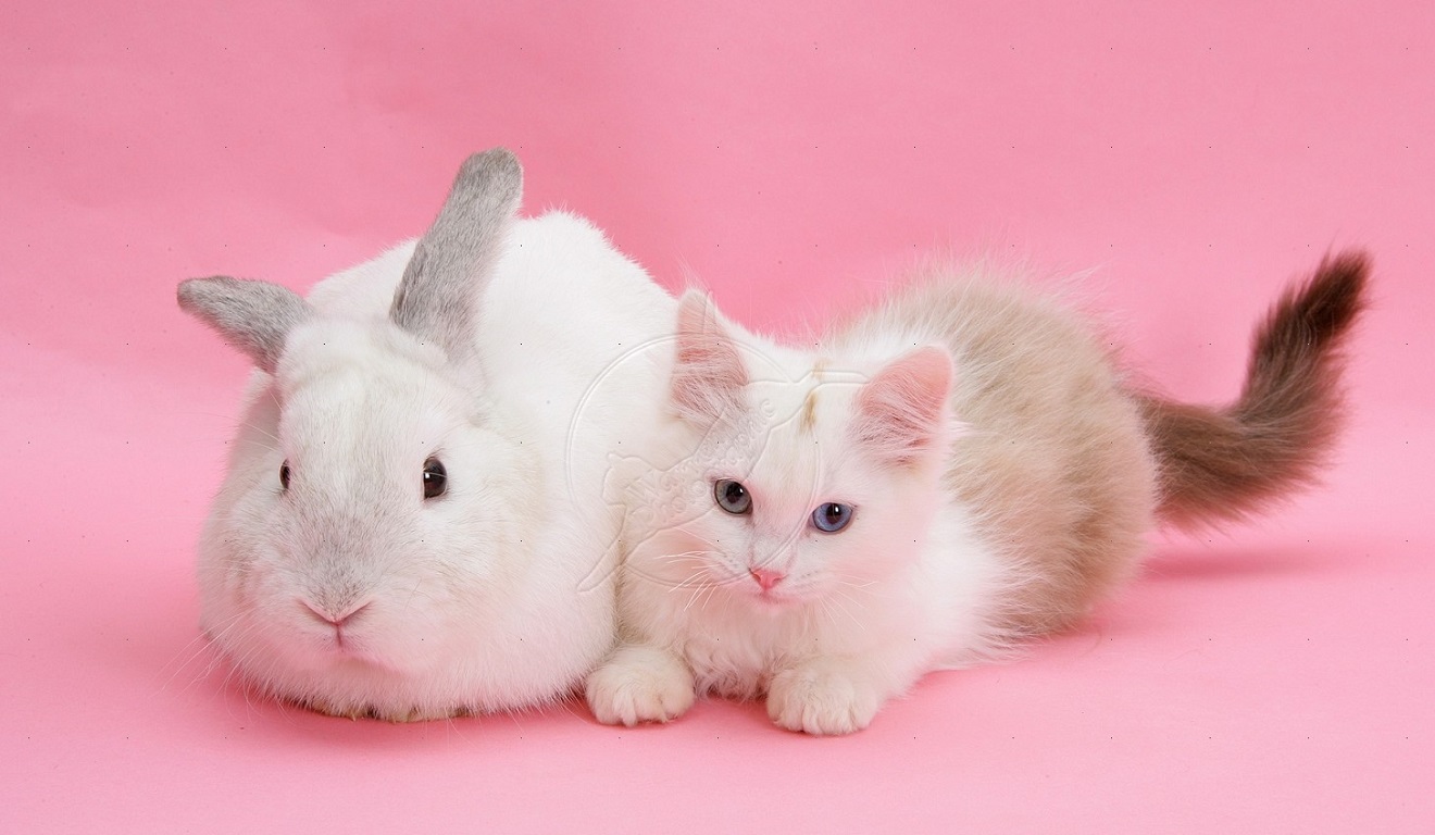 ペット動物の壁紙,ウサギ,ネコ,ウサギとウサギ,ピンク,飼いウサギ