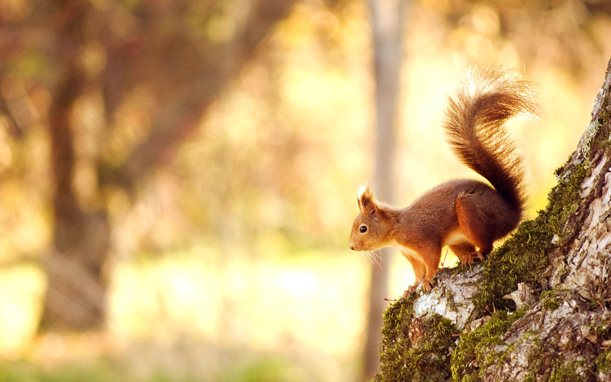 carta da parati animali domestici,scoiattolo,scoiattolo rosso eurasiatico,natura,scoiattolo volpe,albero