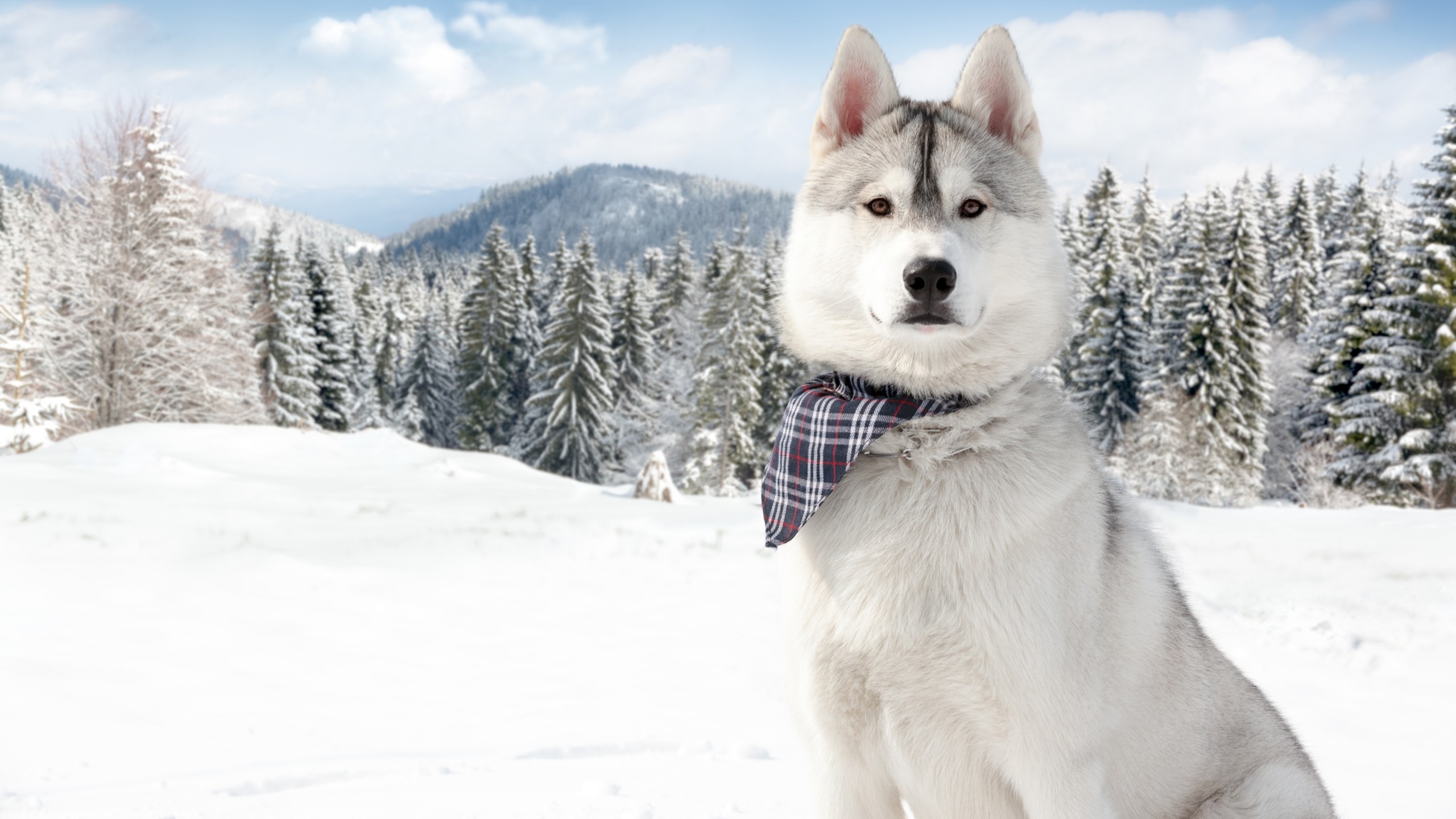 papel pintado de animales de compañía,perro,husky siberiano,husky sakhalin,malamute de alaska,perro de groenlandia