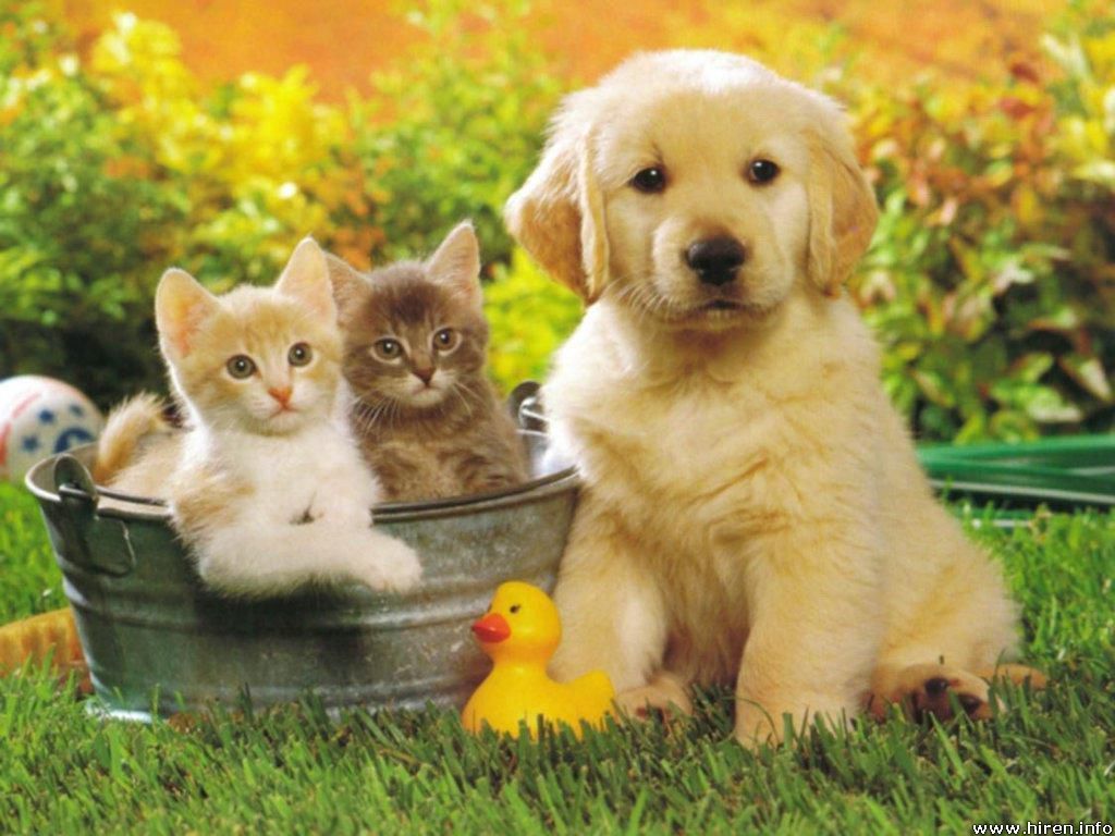 carta da parati animali domestici,cane,cucciolo,golden retriever,cane da compagnia