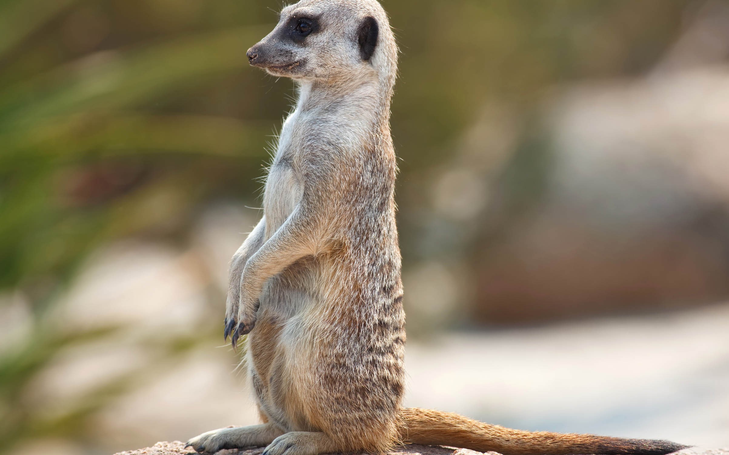 carta da parati animali domestici,meerkat,animale terrestre,natura,mangusta