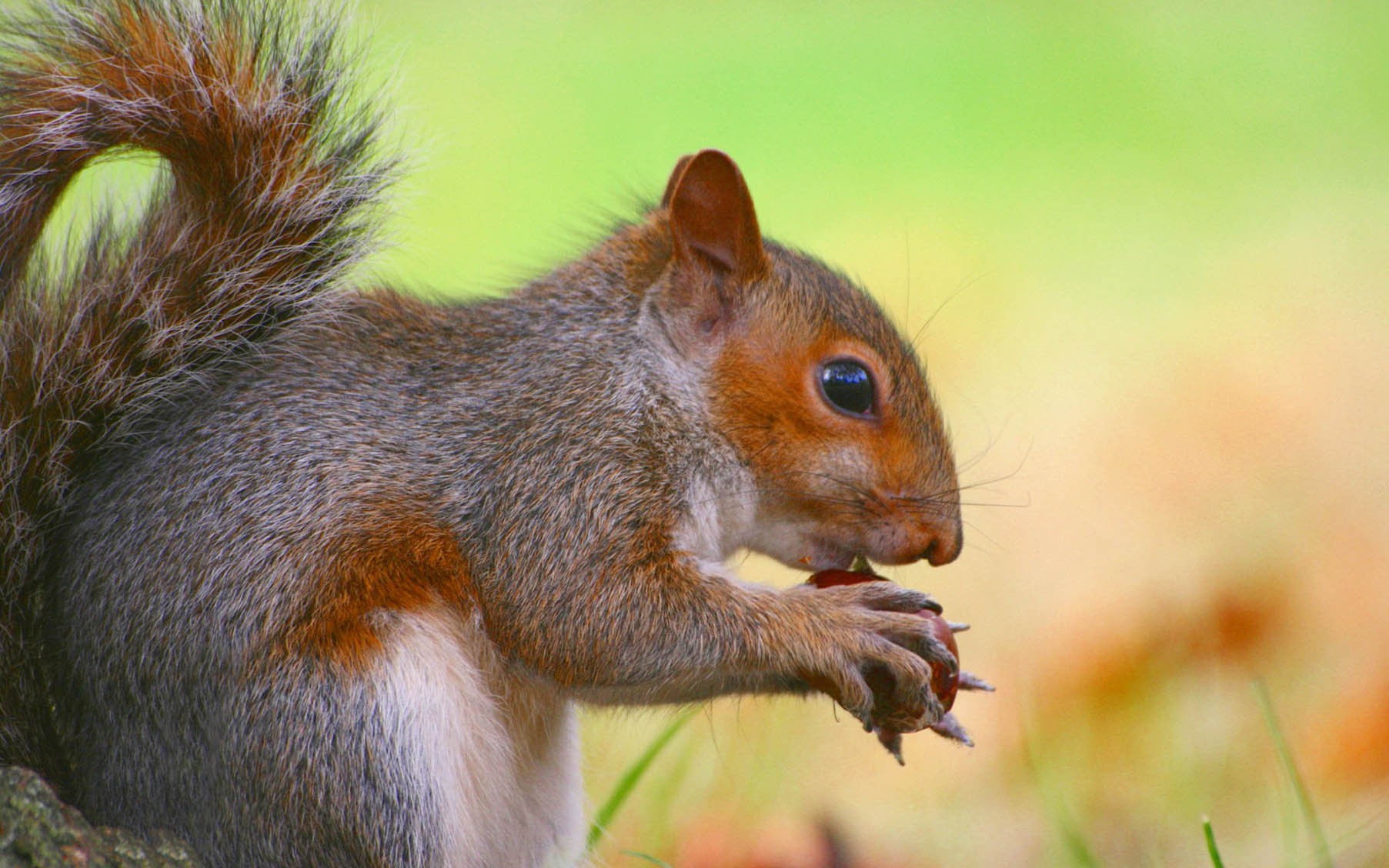 carta da parati animali domestici,scoiattolo,barba,natura,scoiattolo volpe,scoiattolo rosso eurasiatico