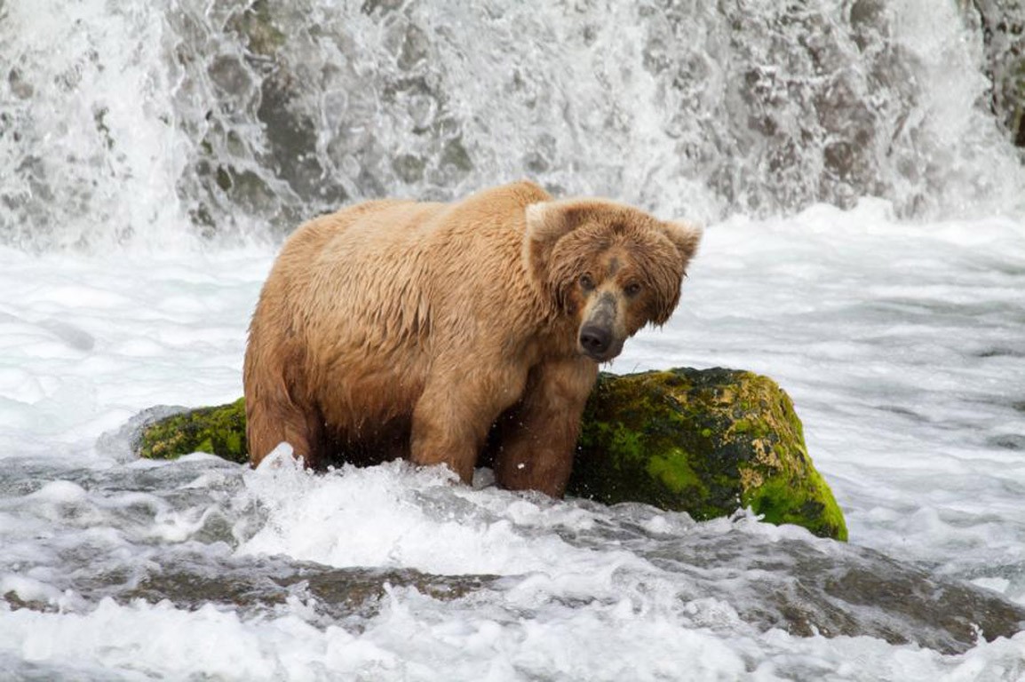 carta da parati animali domestici,orso bruno,orso grizzly,orso,orso kodiak,natura