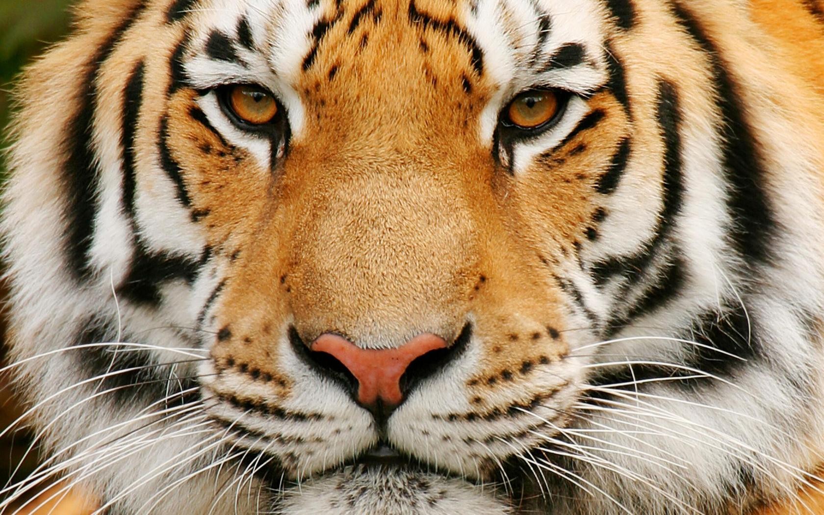 haustiertapete,tiger,tierwelt,landtier,bengalischer tiger,schnurrhaare