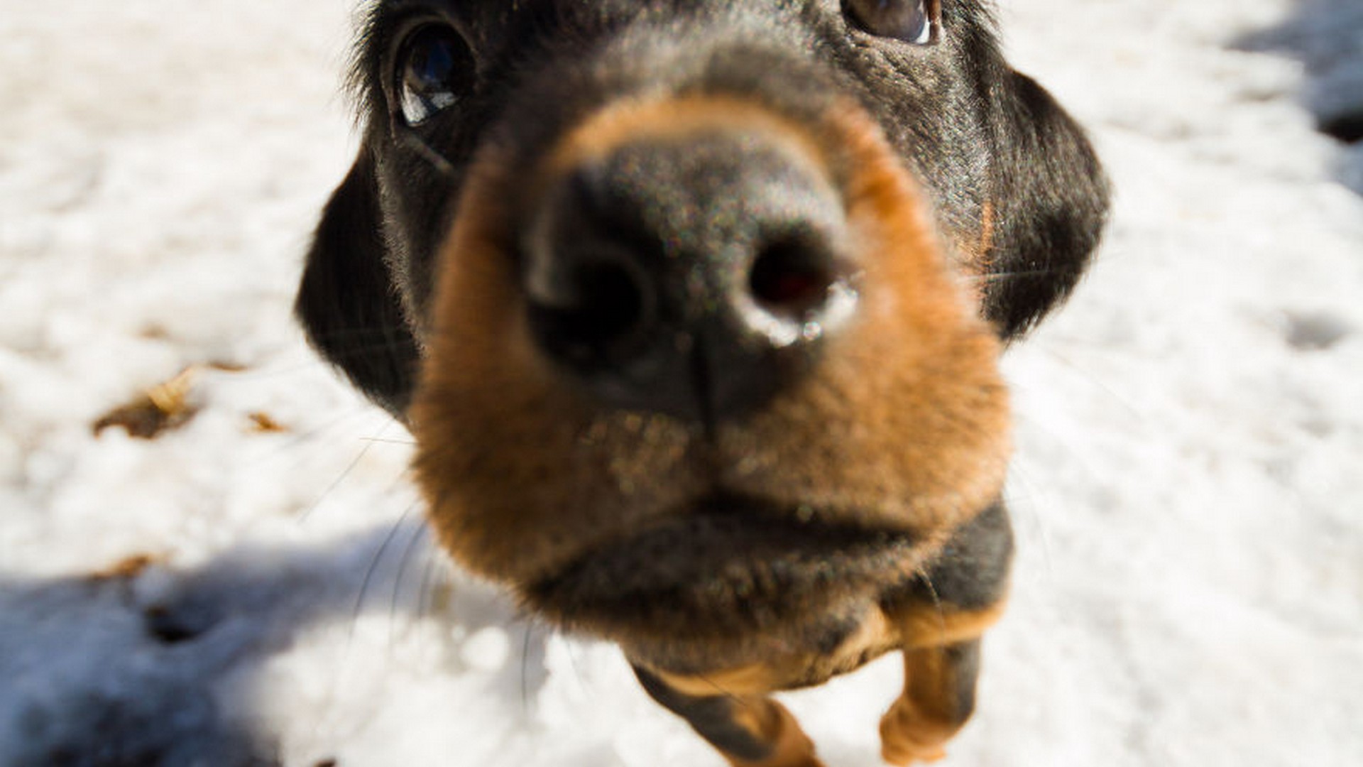 3d子犬の壁紙,犬,鼻,眼,閉じる