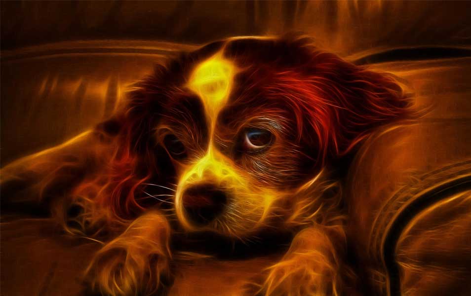 3d puppy wallpaper,dog,canidae,dog breed,king charles spaniel,cavalier king charles spaniel