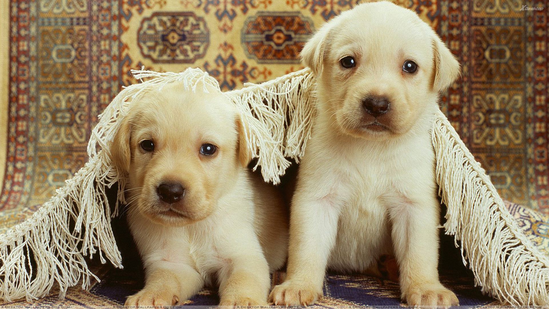 fond d'écran chiot 3d,chien,labrador retriever,chiot,groupe sportif