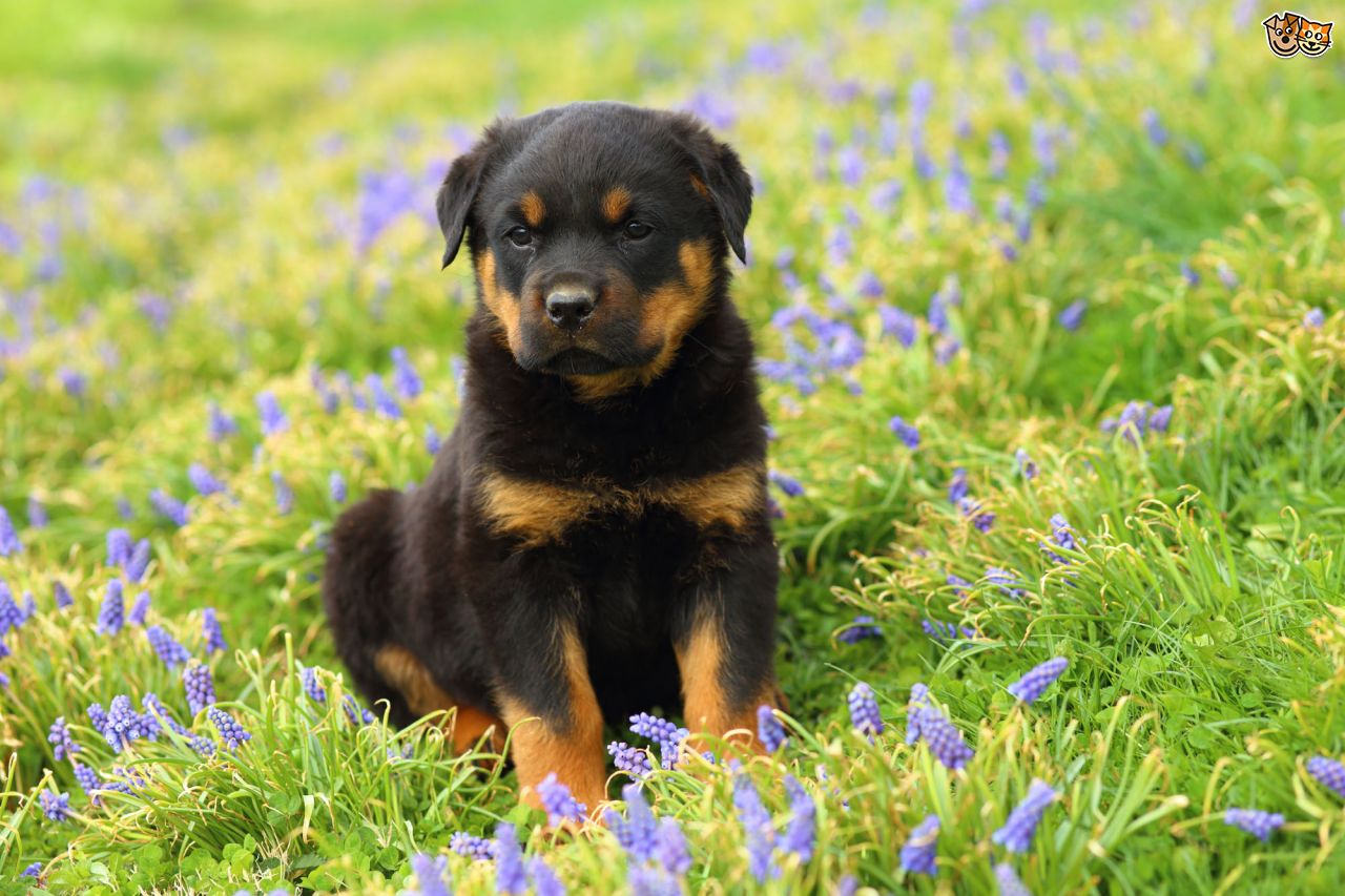 fondo de pantalla de cachorro rottweiler,perro,perrito,rottweiler,perro de compañía,flor