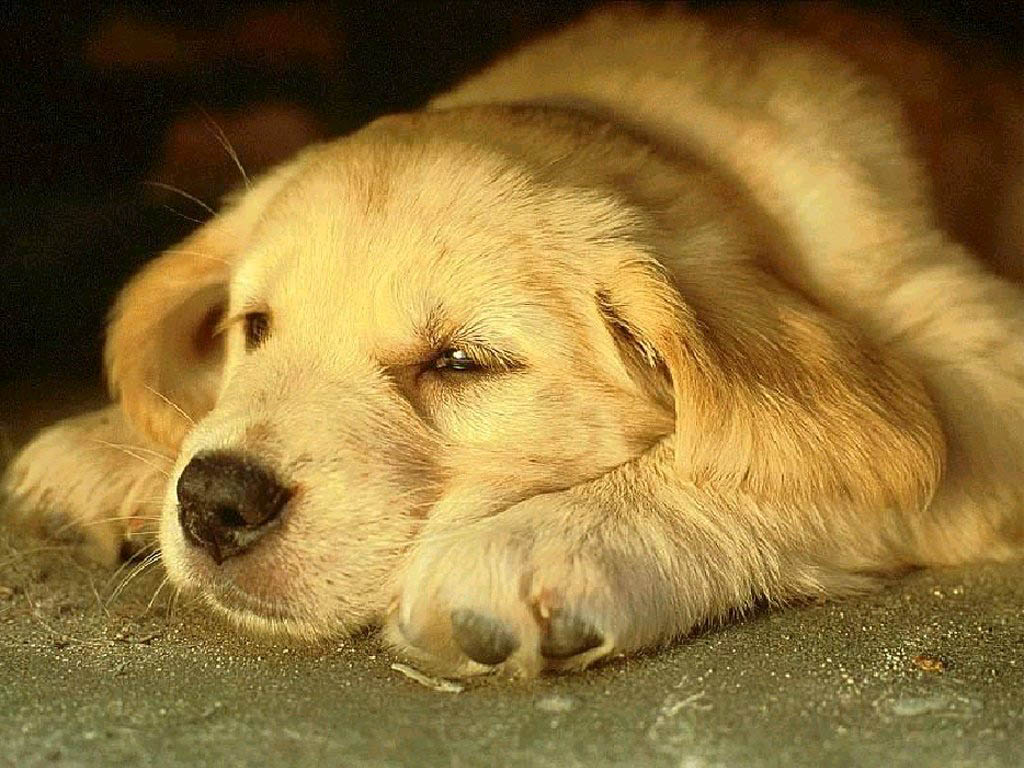 perro fondo de escritorio,perro,golden retriever,perro de compañía