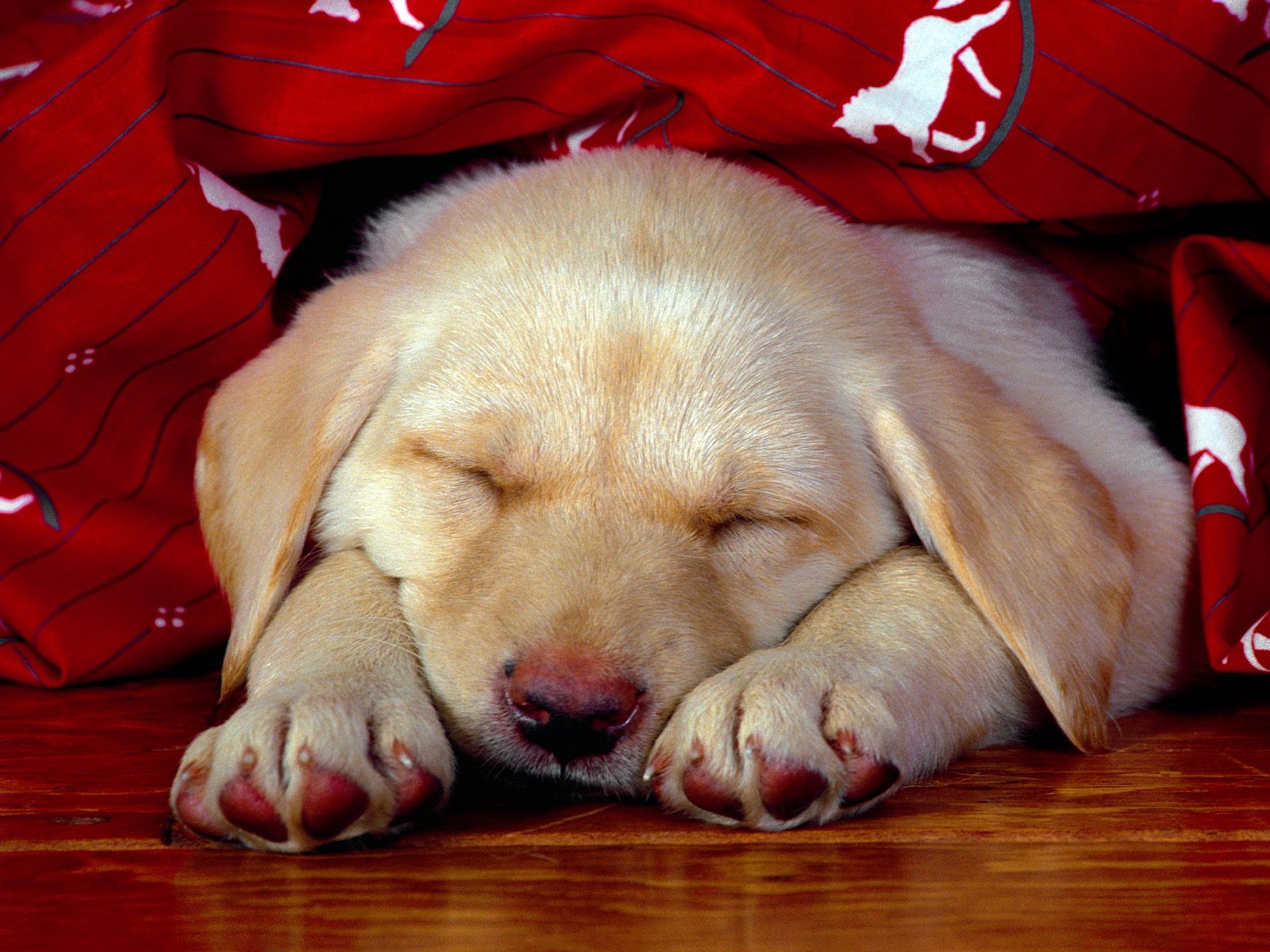 perro fondo de escritorio,perro,perrito,labrador retriever