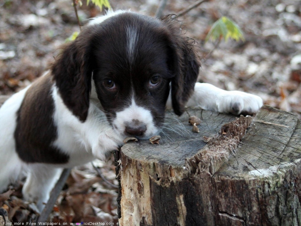 fond d'écran de chien doux,chien,chiot,groupe sportif