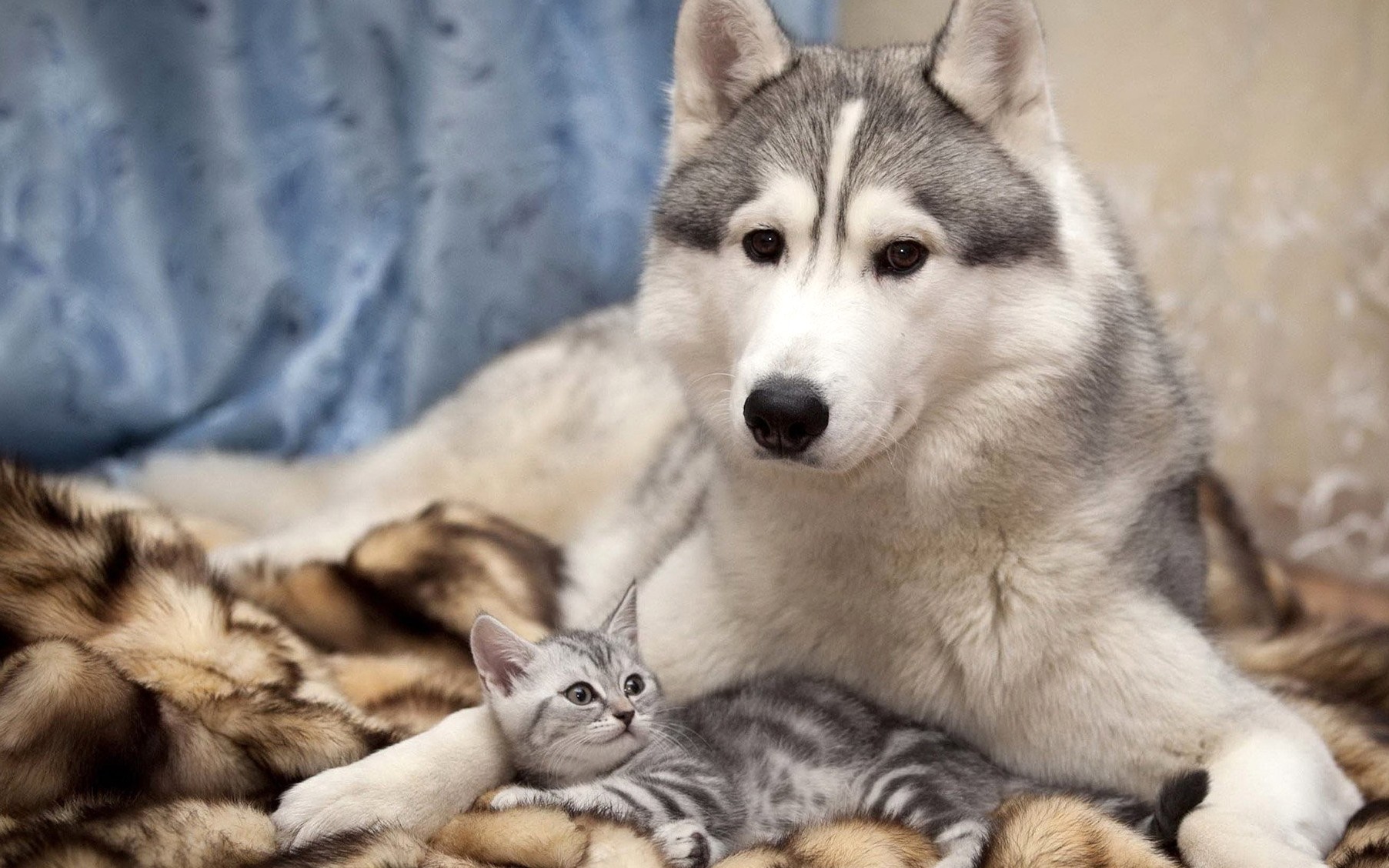 fond d'écran de chien doux,husky sibérien,chien,sakhalin husky,loup chien,malamute d'alaska