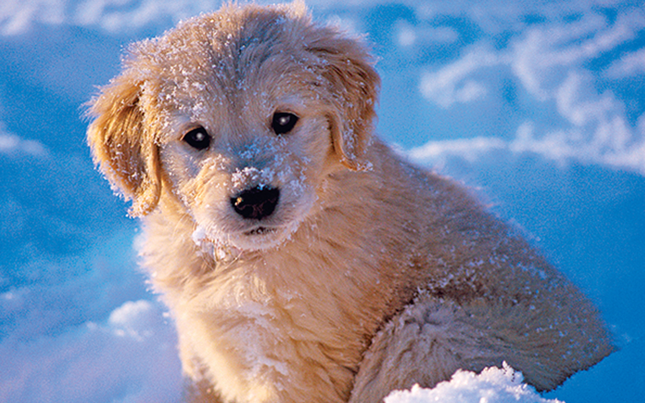 süße hund tapete,hund,golden retriever,hündchen,begleithund