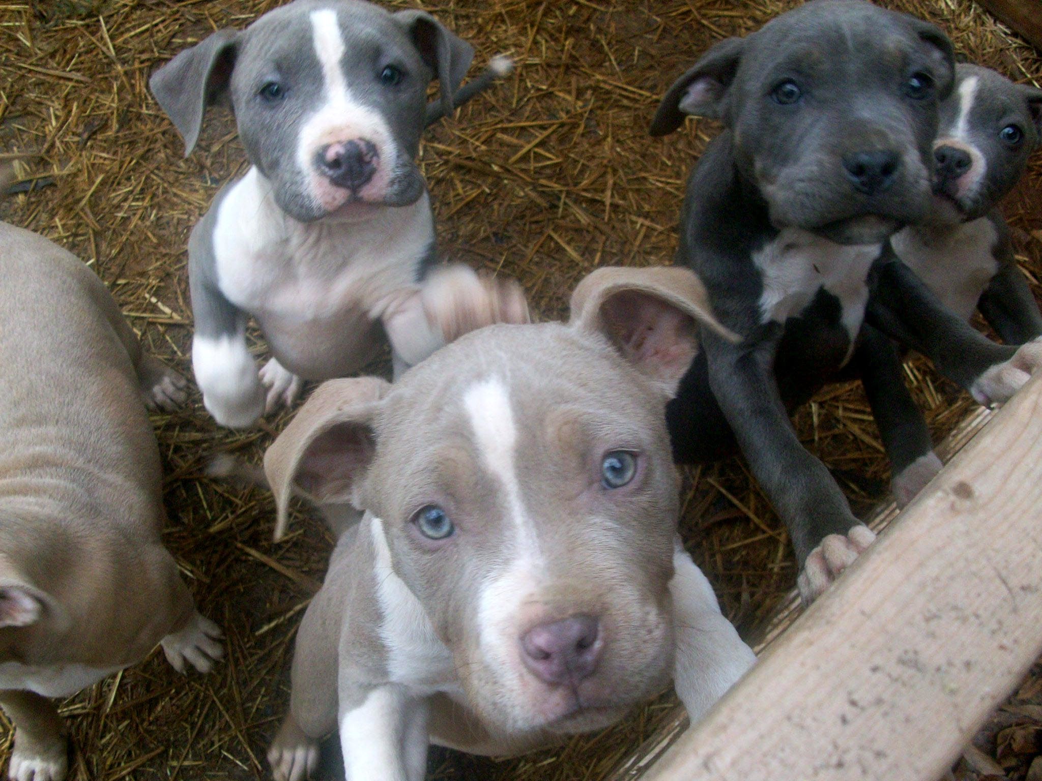 fondo de pantalla de cachorro pitbull,perro,pit bull terrier americano,american staffordshire terrier,pit bull,hocico