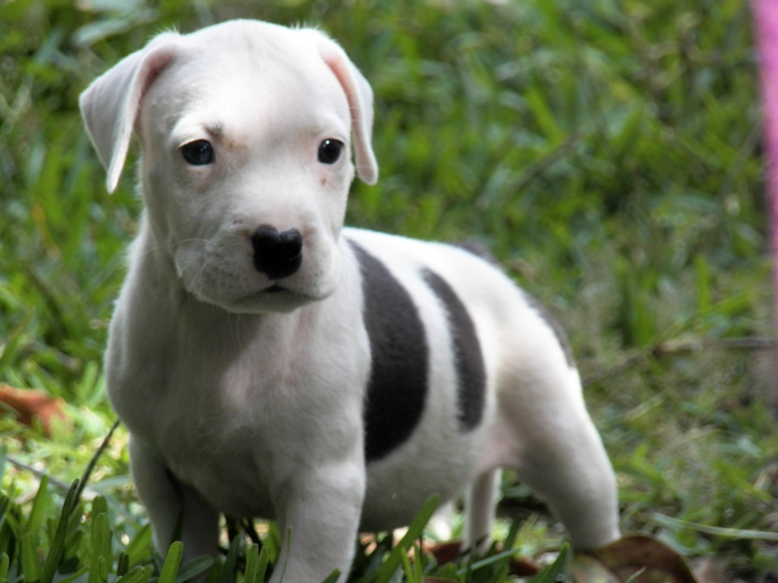 pitbull puppy wallpaper,dog,mammal,vertebrate,dog breed,canidae