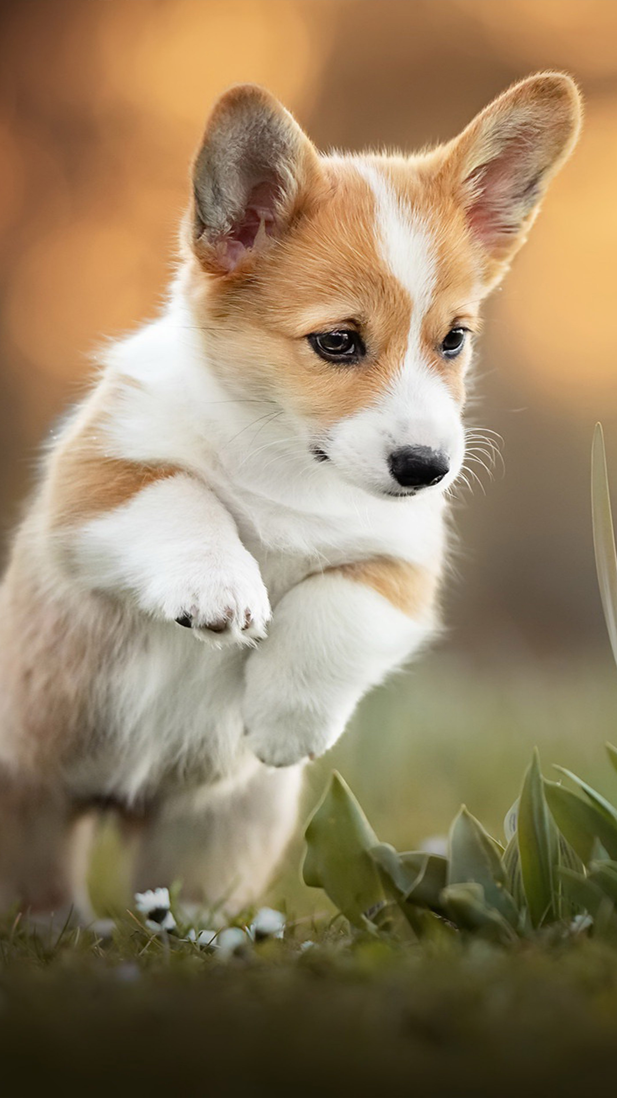 fondo de pantalla de perros para móvil,perro,corgi galés,pembroke welsh corgi,perrito,perro de compañía